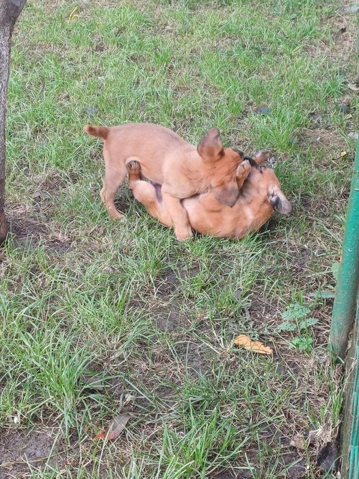 Donez doua cateluse!