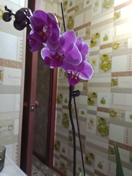 Орхидею продам...