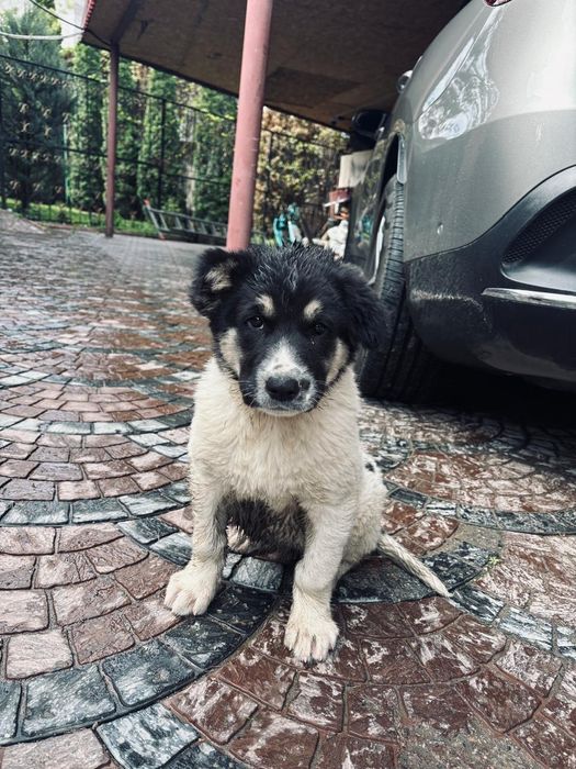 Нашёлся щенок Таугуль-3