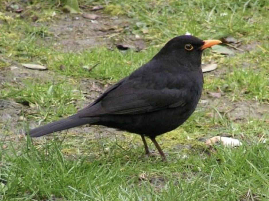 Продам певчих дрозд