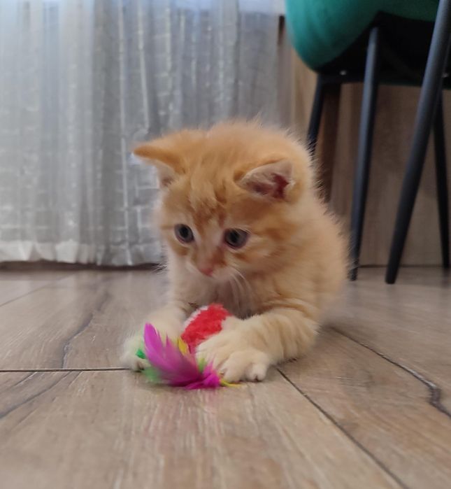 Отдам бесплатно котят