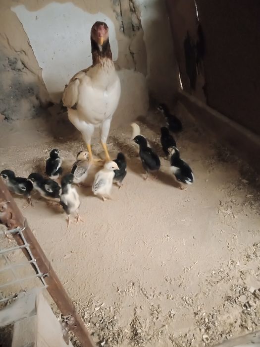 Дакан шөжелеры тауығымен