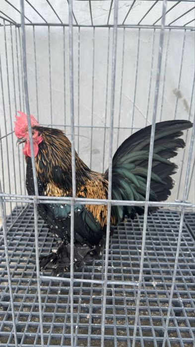 Perechi sau familii pasari pitice mii de flori