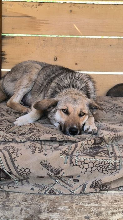 Ляля ищет свой дом и добрых друзей!