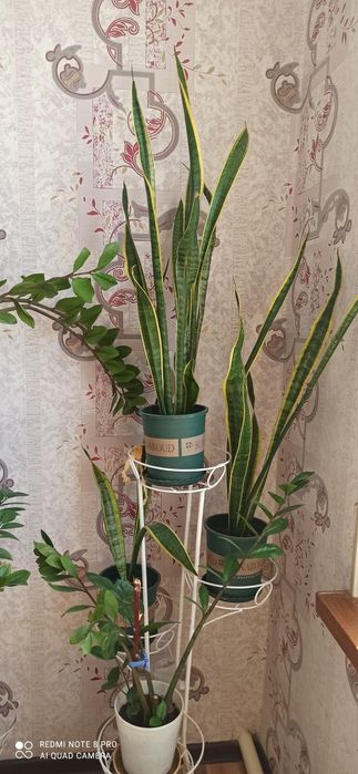 Комнатные цветы разные виды