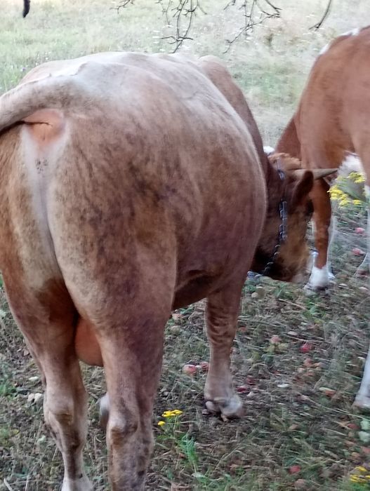 Taur de vânzare în vârstă de 1 an și 3 luni