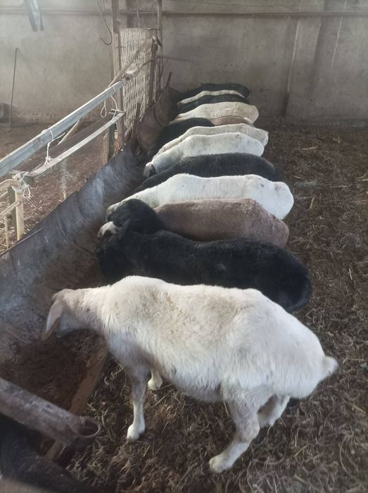 Qurbonlik aqiqa va marosimlar uchun qoy qochqor