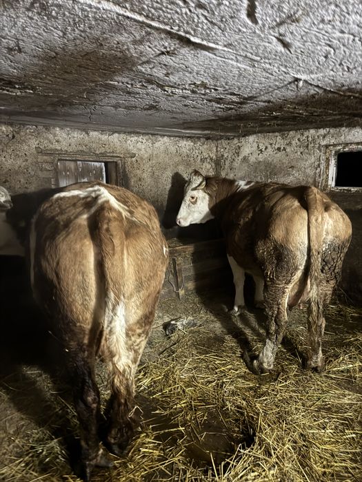 Vând vacă de lapte 5 ani montată de 3 luni