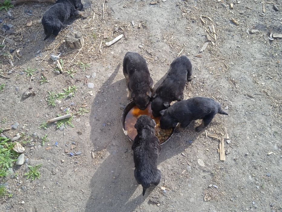 Продаются щенятаь