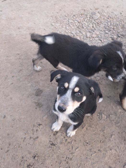 Щенки ищут дом !!