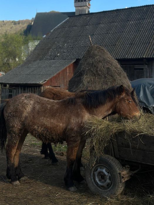 Cai semigrei doua iepe cu manji