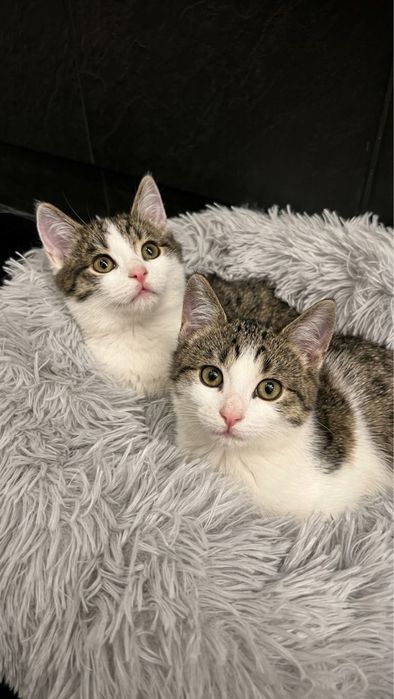 Котики Луи и Франк