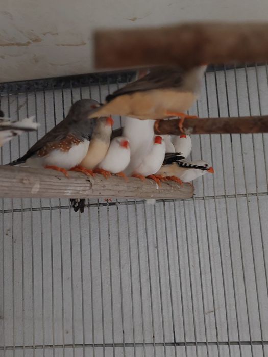 Zebre  Australiene și peruși