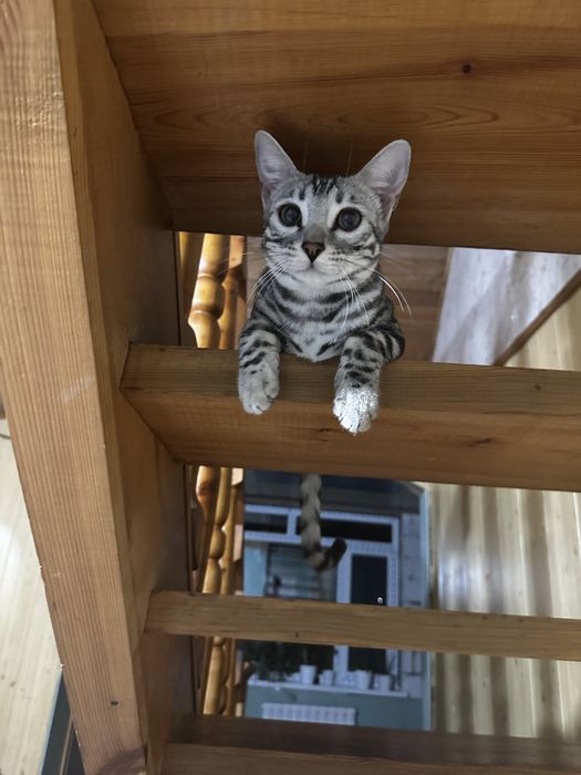 Бенгальска кошечка