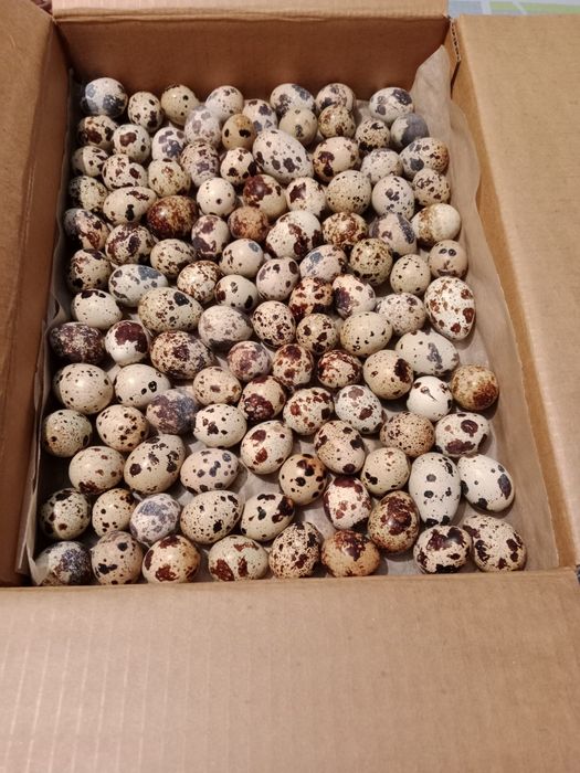 Клетки для перепелак