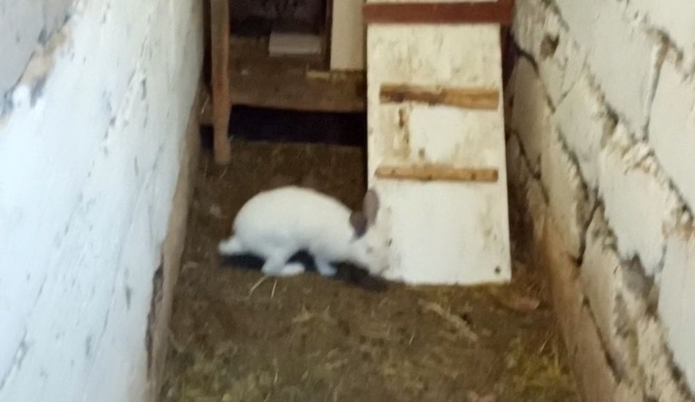 Қойан  қойан  қойан