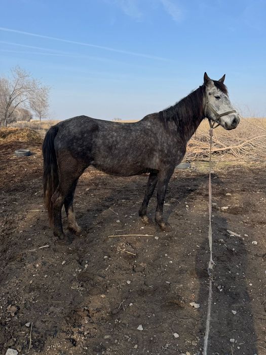 Бие кобыла байтал