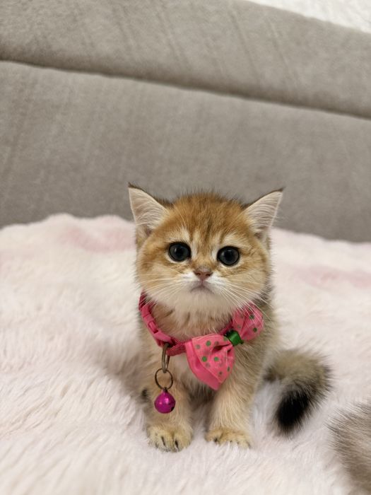 На продаже элитные котятки