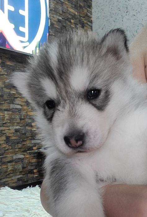 Чистокровный щенок хаски родился 14февраля 2026г принесет любовь