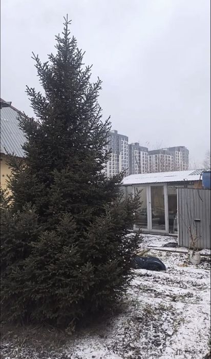 продам живую елку