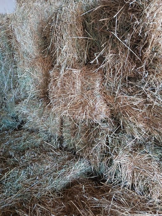 1 ші орым жоңырышқа сатылады