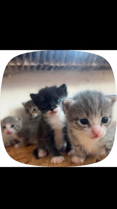 Продам котят, мышеловки
