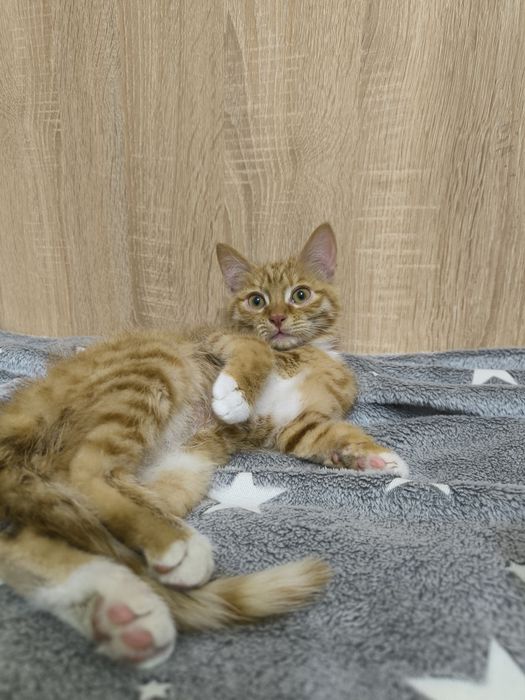 Котенок в добрые руки