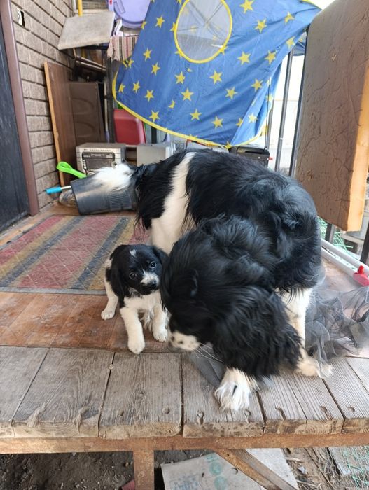 Русский спаниэль щенки