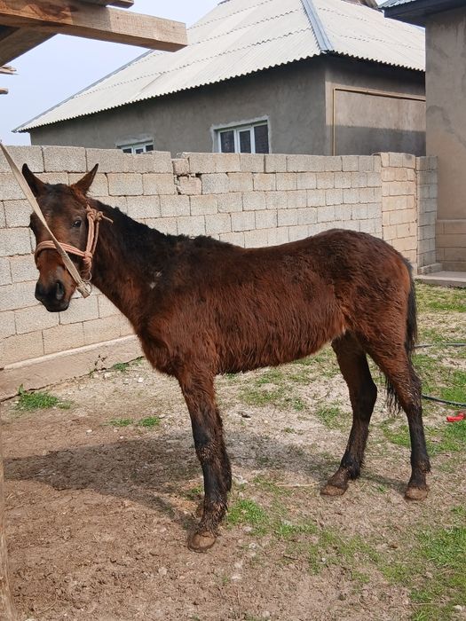 Гарантия бар ауры емес