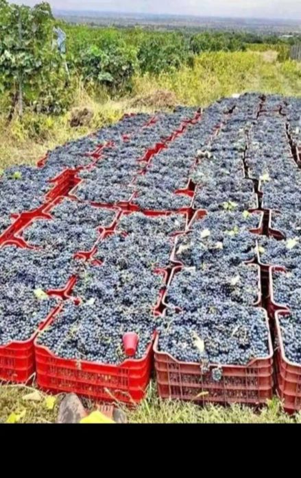 Vand struguri de vin livrez oriunde în tara