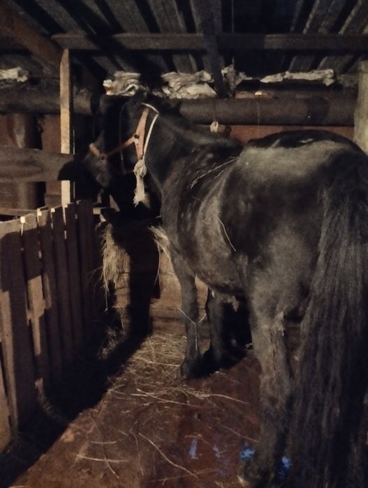 Бие сатылады откорм