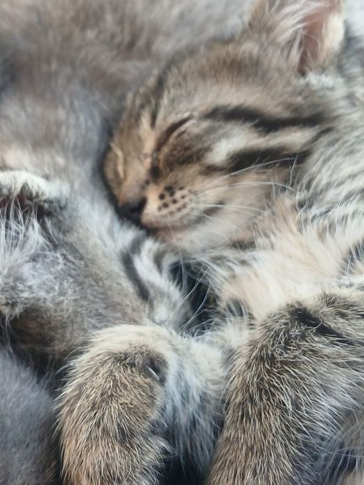 Пожалуйста возьмите котят