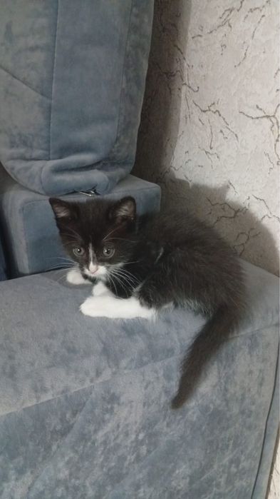Отдам котенка в хорошие руки