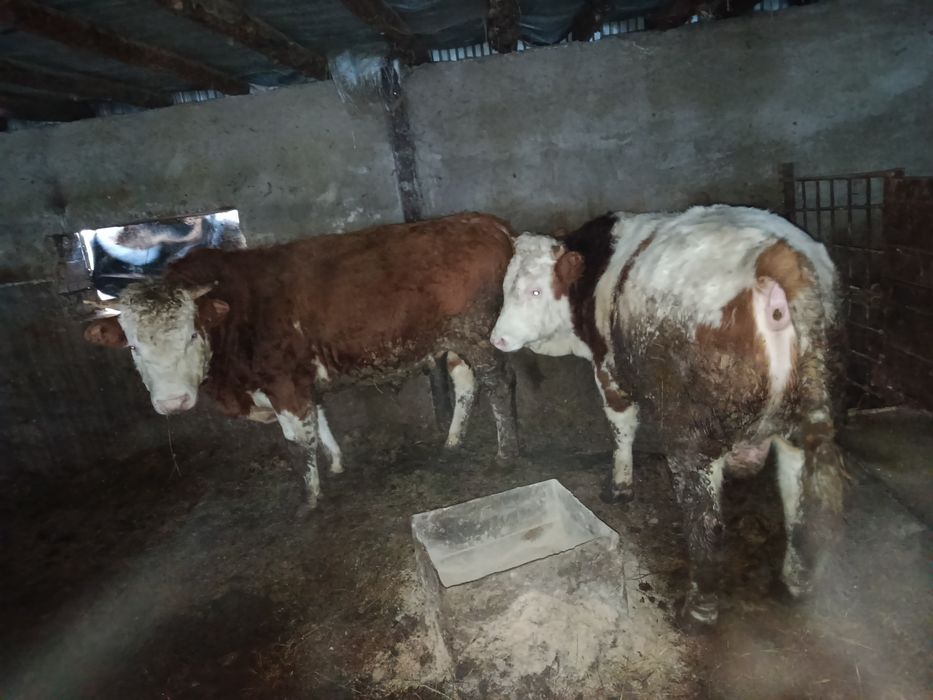 Продам 3 быка с откорма