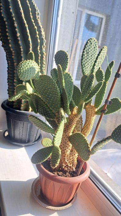 Кактус  Опунция.