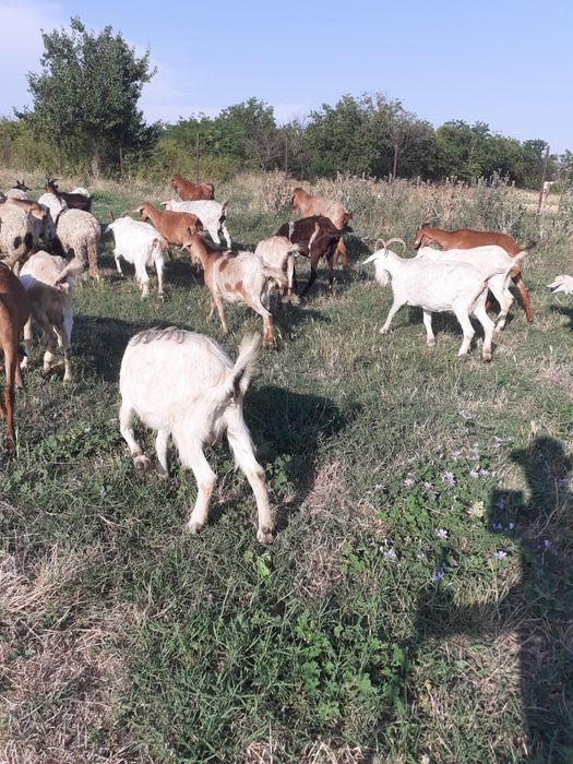 Vand capre de taiere