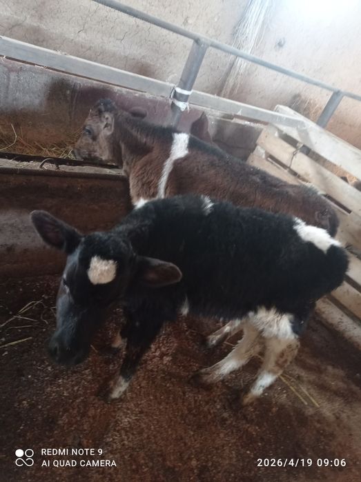 Бузаулар 2 еркек 2 ургашы