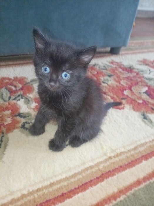 Оддам катят в хорошие руки