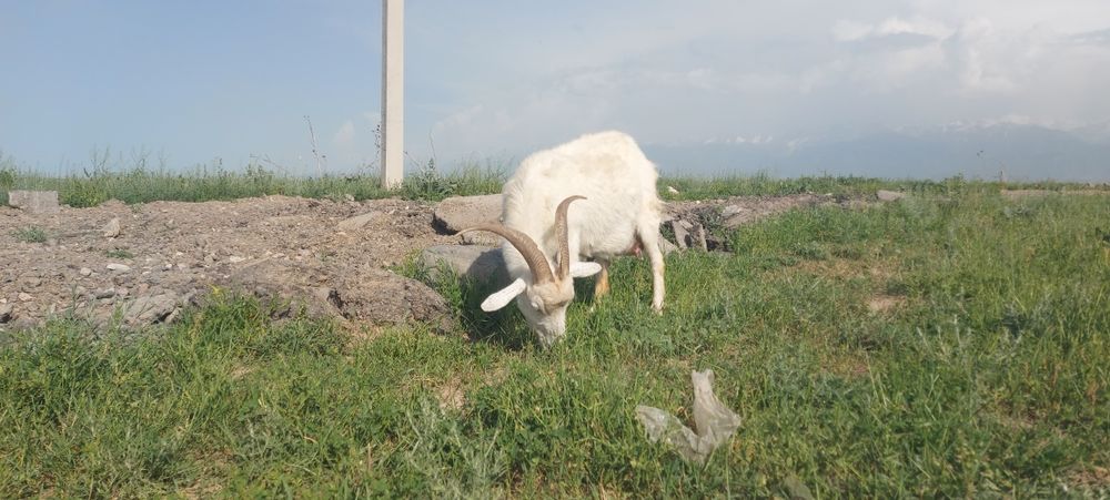 Козы заайнинские (дойные)