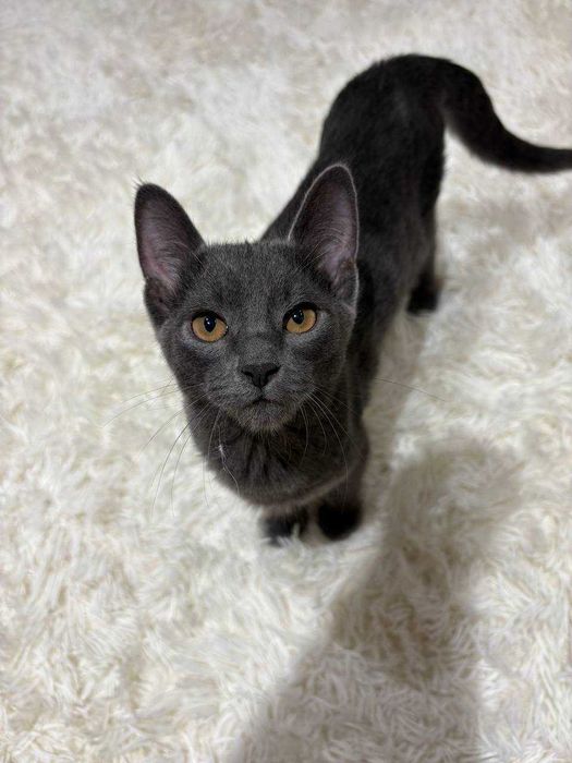 Котенок ищет самые добрые ручки