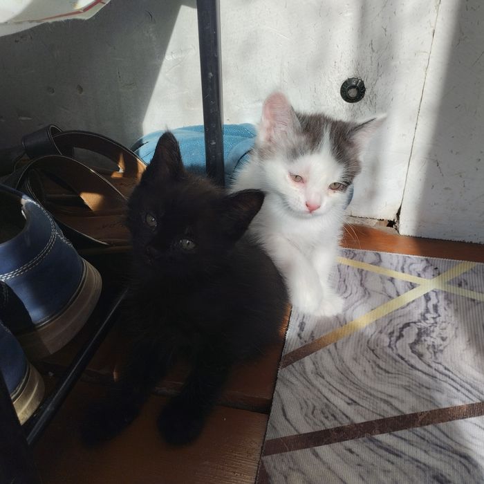 Отдаем котят в добрые руки