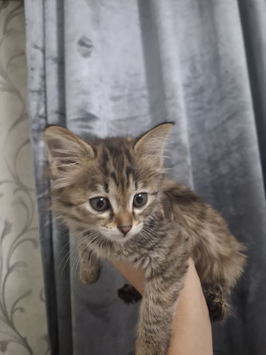 Сибирский котёнок