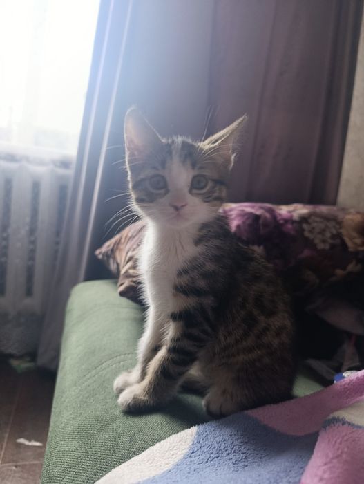 Отдам котят в добрые руки