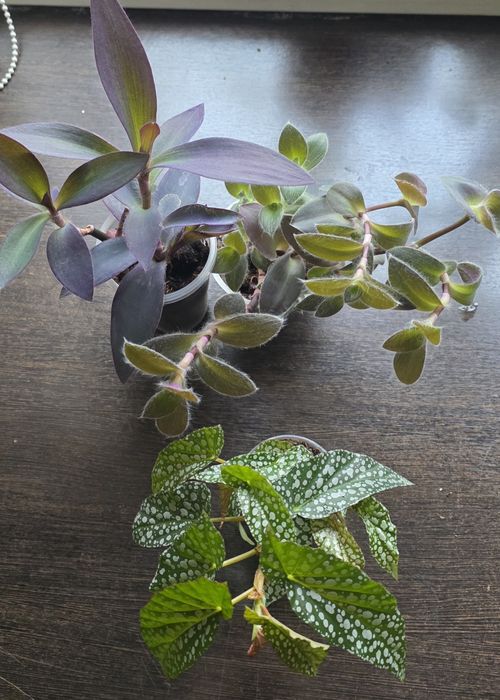 Продам набор комнатных растений