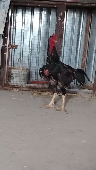 Дакан қораз шамо