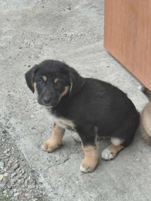 Donez catelusi, baietei si fetite de 2 luni, talie medie