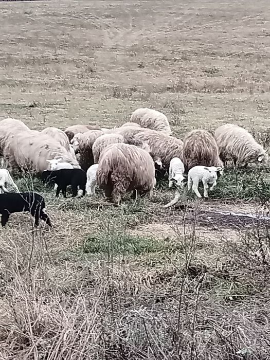 Vând 25 de oi cu miei