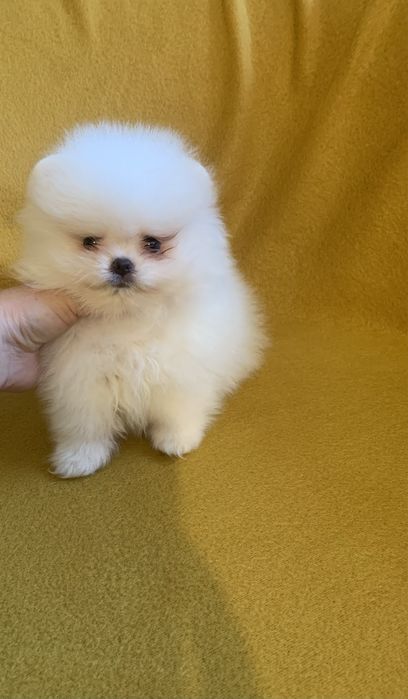 Померан мини померан