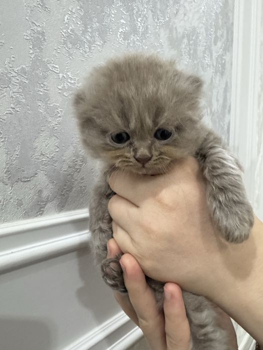 Мушук сотилади скотиш фолд тоза зотли соглом