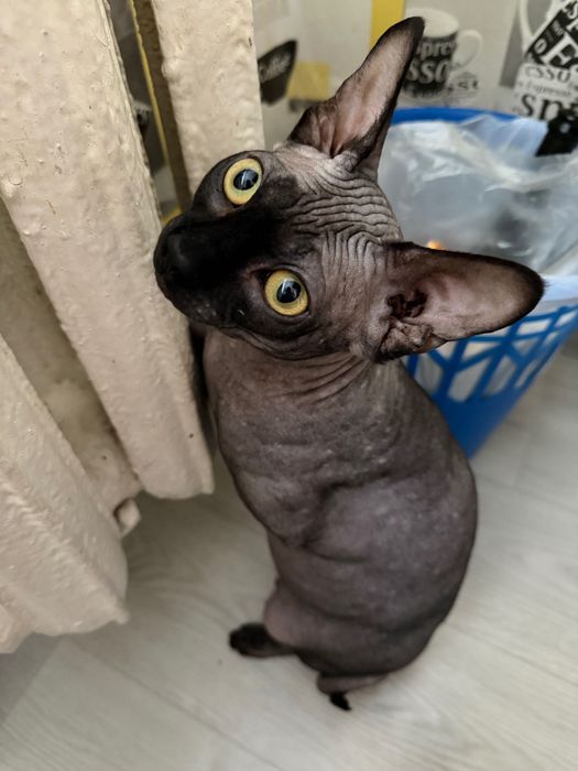 Отдам кота в добрые руки, вместе с лотком